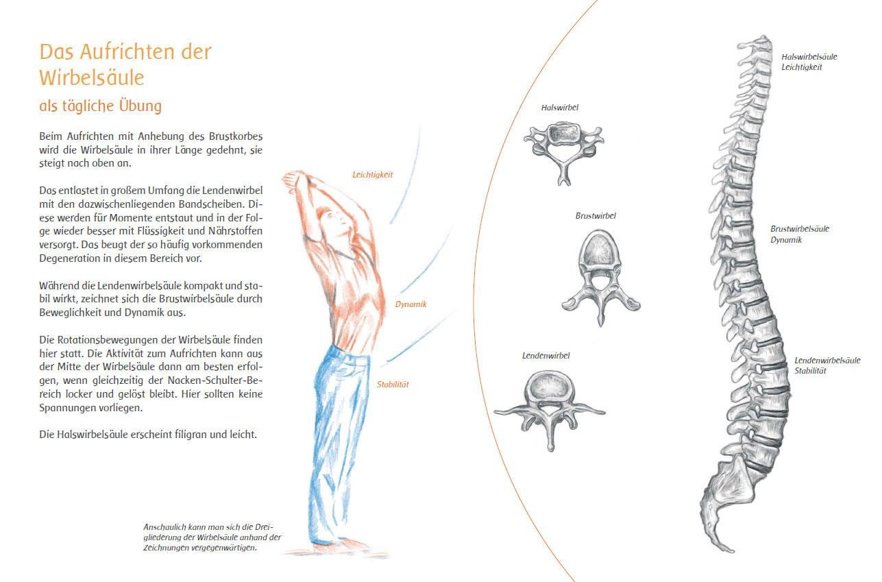 Das Aufrichten der Wirbelsäule